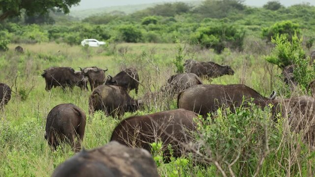 Herd of African buffaloes resting peacefully in tall grass inside a protected wildlife reserve, surrounded by warm savanna light and untouched natural wilderness scenery