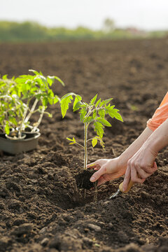 Planting Tomato Seedlings in Fertile Soil for a Successful Garden