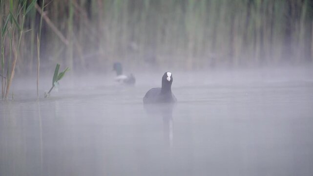 Eurasian Coot Swimming in Morning Mist on Lake - 4K Slow Motion Wildlife B-Roll