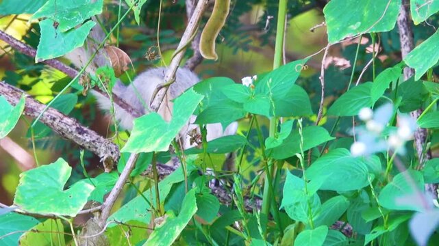 White nominative subspecies of Callosciurus finlaysonii at Thailand.
