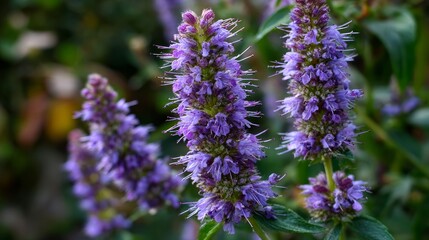 Obraz premium Hyssop flowers bloom beautifully outside, seen up close.