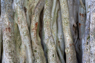 Obraz premium Detailed abstract macro shot of an old banyan tree trunk and root system texture in Oahu