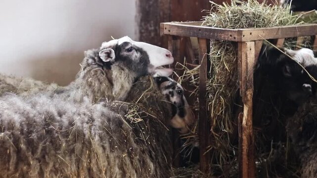 Rural sheep near a hay trough. Domestic sheep with long, matted wool close-up. Animals graze near a wooden structure filled with dry hay. Natural lighting of a farm building. Livestock