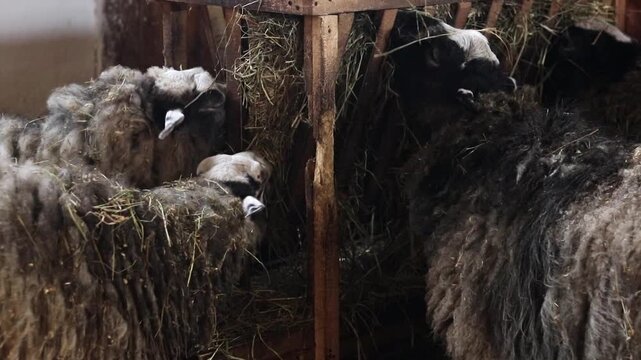 Rural sheep near a hay trough. Domestic sheep with long, matted wool close-up. Animals graze near a wooden structure filled with dry hay. Natural lighting of a farm building. Livestock