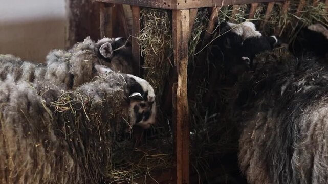 Rural sheep near a hay trough. Domestic sheep with long, matted wool close-up. Animals graze near a wooden structure filled with dry hay. Natural lighting of a farm building. Livestock