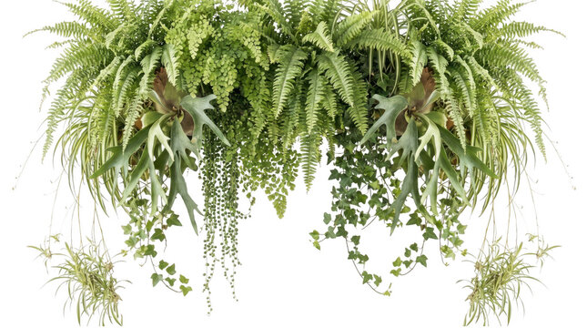 Hanging lush tropical plant arrangement isolated on transparent background