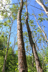 Fototapeta premium Aspen trees grow in nature