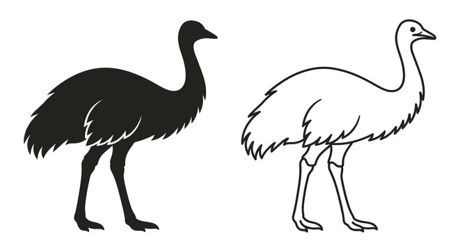 Ostrich silhouettes and line drawing on a white background
