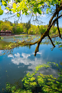 Overhanging tree branch and green shoreline on a sunny day at Bear Lake in Sovata, Romania