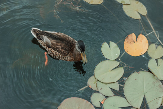 Duck swims in a pond surrounded by lily pads during daytime, showcasing natural habitat