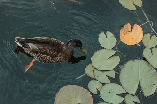 Duck swims in a pond surrounded by lily pads during daytime, showcasing natural habitat