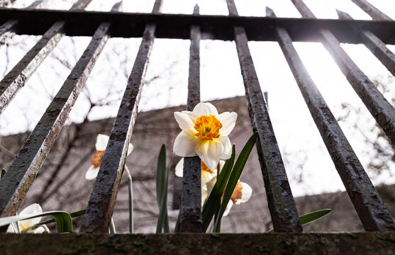 Flower pokes through gate