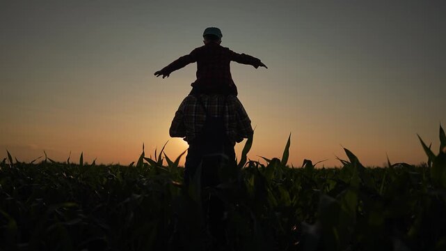 Child spreads arms on farmer shoulder enjoying summer field. Family walk at sunset among corn plants. Farmer walks with child on shoulder through green nature. Warm sunset shines over field and corn.