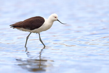 Obraz premium Andean Avocet, Recurvirostra andina, Laguna Caňapa, Andes, Bolivia