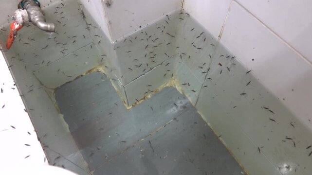 Exotic conditions of Thai cheap hotels (board and lodging ). A huge number of water bugs (pond skater) have entered the shower room. Insect migrations