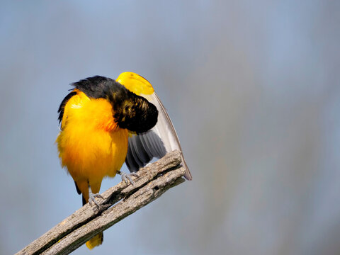 Northern Baltimore Oriole  (Icterus galbula) preening its wings while standing on a tree branch.