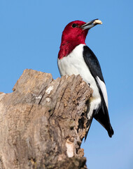 Fototapeta premium redheaded woodpecker (melanerpes erythrocephalus) perched on a tree branch with a peanut .