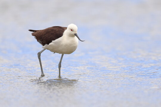 Andean Avocet, Recurvirostra andina, Laguna Caňapa, Andes, Bolivia