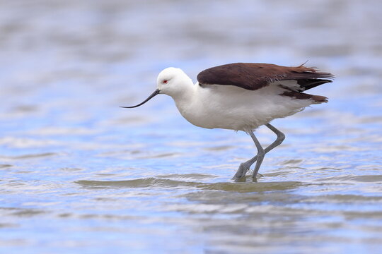 Andean Avocet, Recurvirostra andina, Laguna Caňapa, Andes, Bolivia