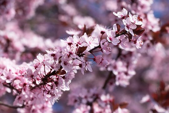 le printemps s'invite 