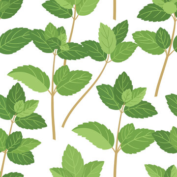 Fresh mint leaves pattern, green herbal plant branches, natural seamless background