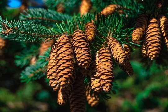pine cones on the tree