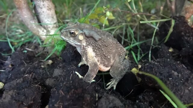 Probably Duttaphrynus melanostictus or South Asian garden toad (Bufo melanostictus) in the mountain forests of Thailand