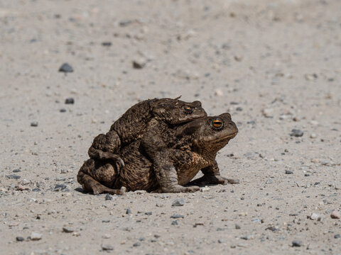 Mating common toads in amplexus on gravel road.