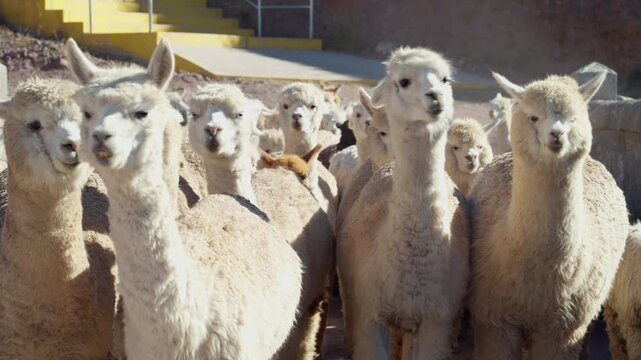 Curious alpaca stops to pose in front of the camera with a herd walking behind, Macusani.