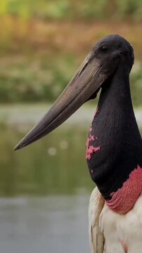 Jabiru stork bird turning head and blinking eye