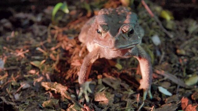 Probably Duttaphrynus melanostictus or South Asian garden toad (Bufo melanostictus) in the mountain forests of Thailand