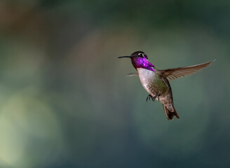 Fototapeta premium Costas hummingbird frozen in flight showing off purple gorget