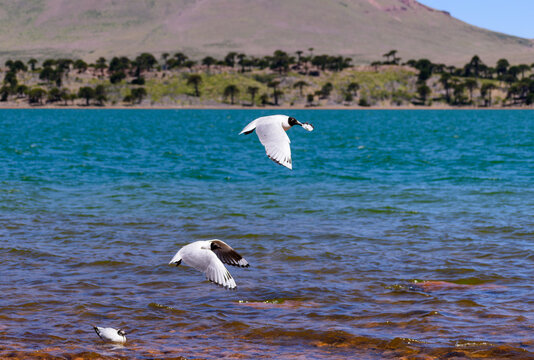 Gaviotas andinas volando en acci&oacute;n sobre el agua turquesa de un lago patag&oacute;nico, con monta&ntilde;as y bosque de araucarias al fondo en Caviahue.