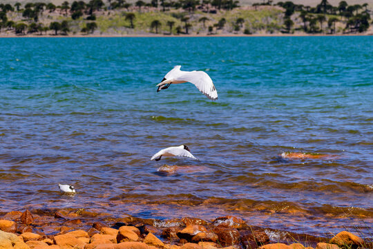 Gaviotas andinas volando en acci&oacute;n sobre el agua turquesa de un lago patag&oacute;nico, con monta&ntilde;as y bosque de araucarias al fondo en Caviahue.