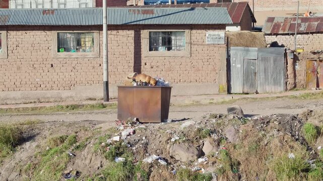 Stray dog on top of a garbage container searching for food on the street.