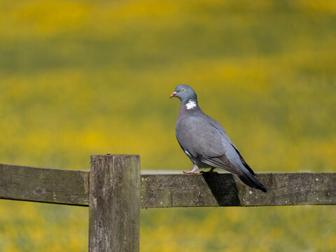 Wood pigeon, Columba palumbus