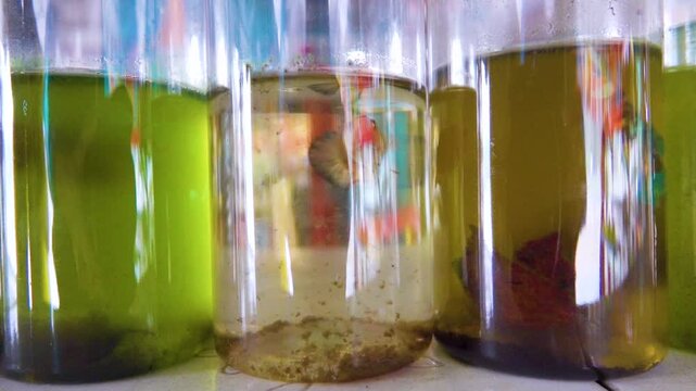 Aquarium fish for sale in cylindrical aquariums in Thai markets.