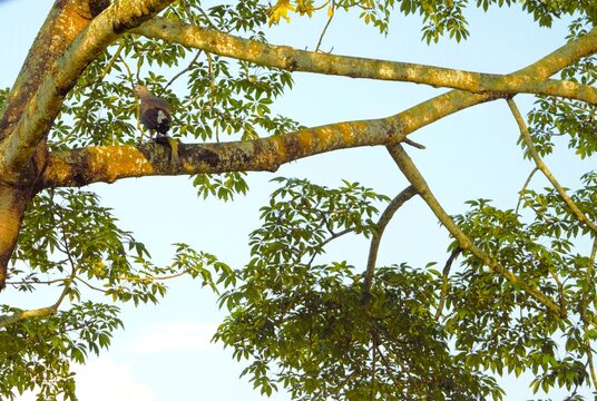 Hunting bird on a tree in Chitwan National Park, Nepal