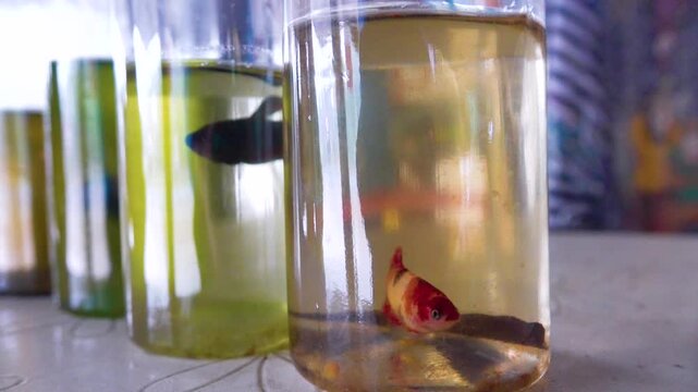 Aquarium fish for sale in cylindrical aquariums in Thai markets.