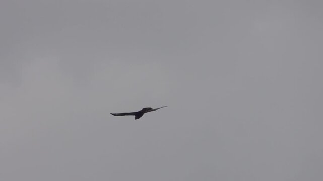 Migrating rough-legged buzzard (Buteo lagopus) circling over the fields at autumn in Yunan Province. China
