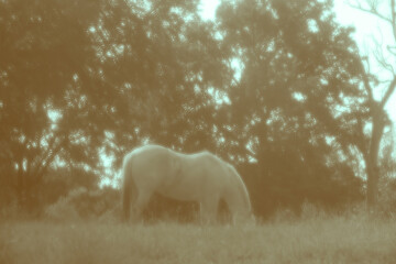 Fototapeta premium Vintage style photograph of a horse grazing in a sunlit Texas field