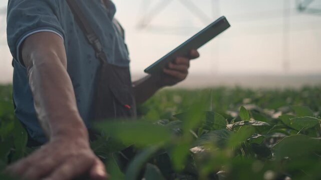 In the green field, the farmer touches the plants, holding a tablet for inspection. Agriculture meets technology as agronomist ensures a good harvest. Plants in agribusiness require daily farmer care.