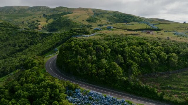 Cinematic Aerial Drone Video of a Winding Mountain Road Curved Around Green Hills Lined with Massive Clusters of Blooming Blue Hydrangeas, Flores Island
