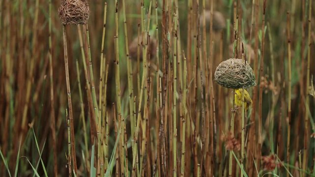 Saffron weaver perched on a slender bamboo branch in dense tropical vegetation, displaying bright yellow plumage and delicate details in a peaceful natural African habitat