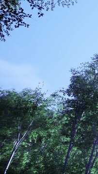 Trees stretch upward toward the sky in a green forest. Sunlight filters through the leaves, creating a natural setting. The forest shows vibrant life in the daytime.