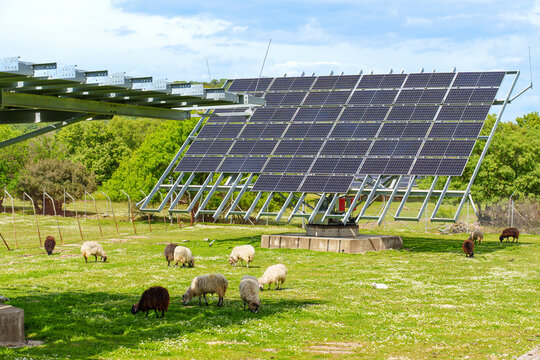 Flock of Sheep Grazing Below Solar Panel Trackers in Greece