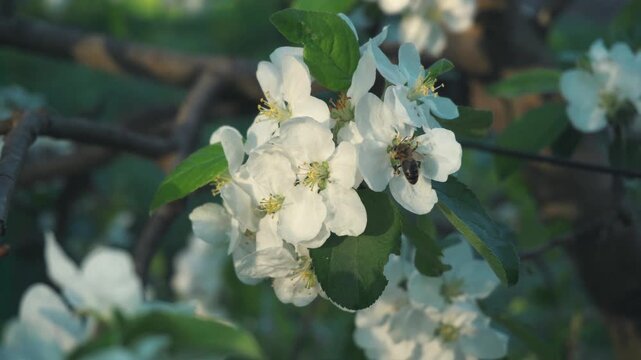 White apple blossoms with green leaves and a bee pollinating, captured in a garden setting during the daytime with soft natural light