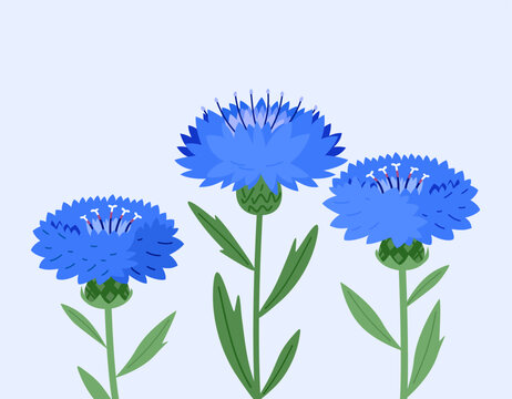 Three blue cornflowers with stems and leaves. Vector illustration isolated on a light background. Suitable for botanical designs, prints, cards, invitations, packaging, posters, and stickers.