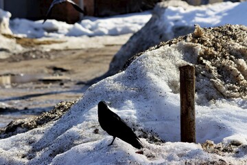 Fototapeta premium Silhouette of a lone black crow standing on a pile of dirty melting snow near a rusty pole during early spring, captured in a clear bright day light