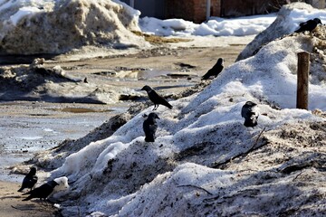 Fototapeta premium A flock of black crows scavenging for food on dirty melting snow piles in early spring, a gloomy urban landscape scene with birds foraging in the remnants of winter